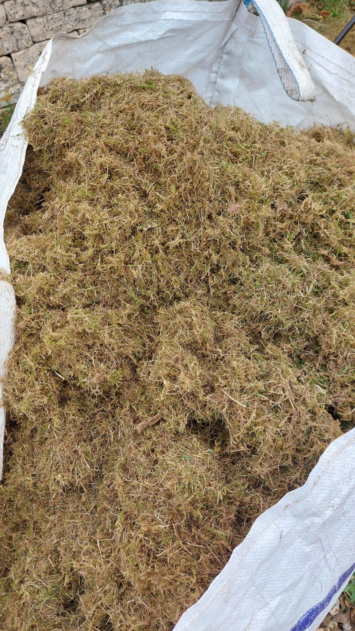 Magical moss