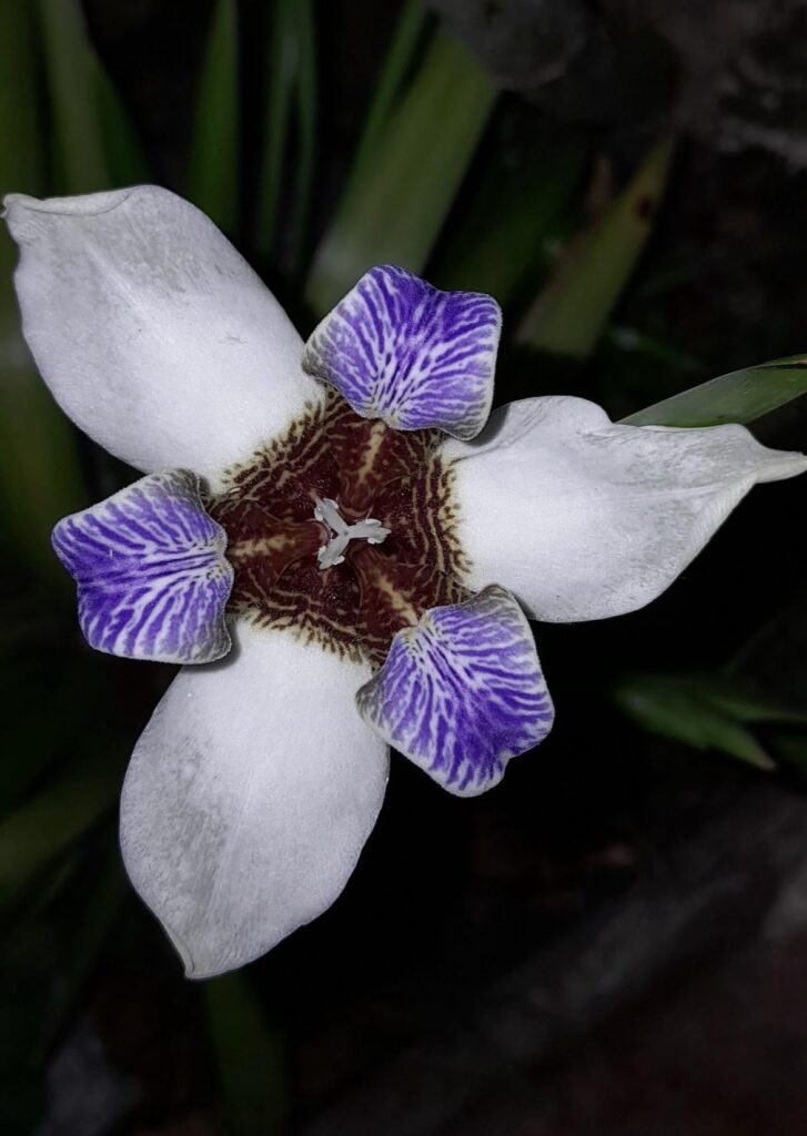 Walking around the neighborhood I came across this beautiful flower! Does anyone know how to tell me his name?