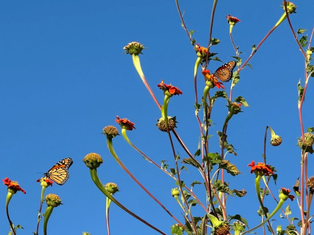 Queen next to Monarch