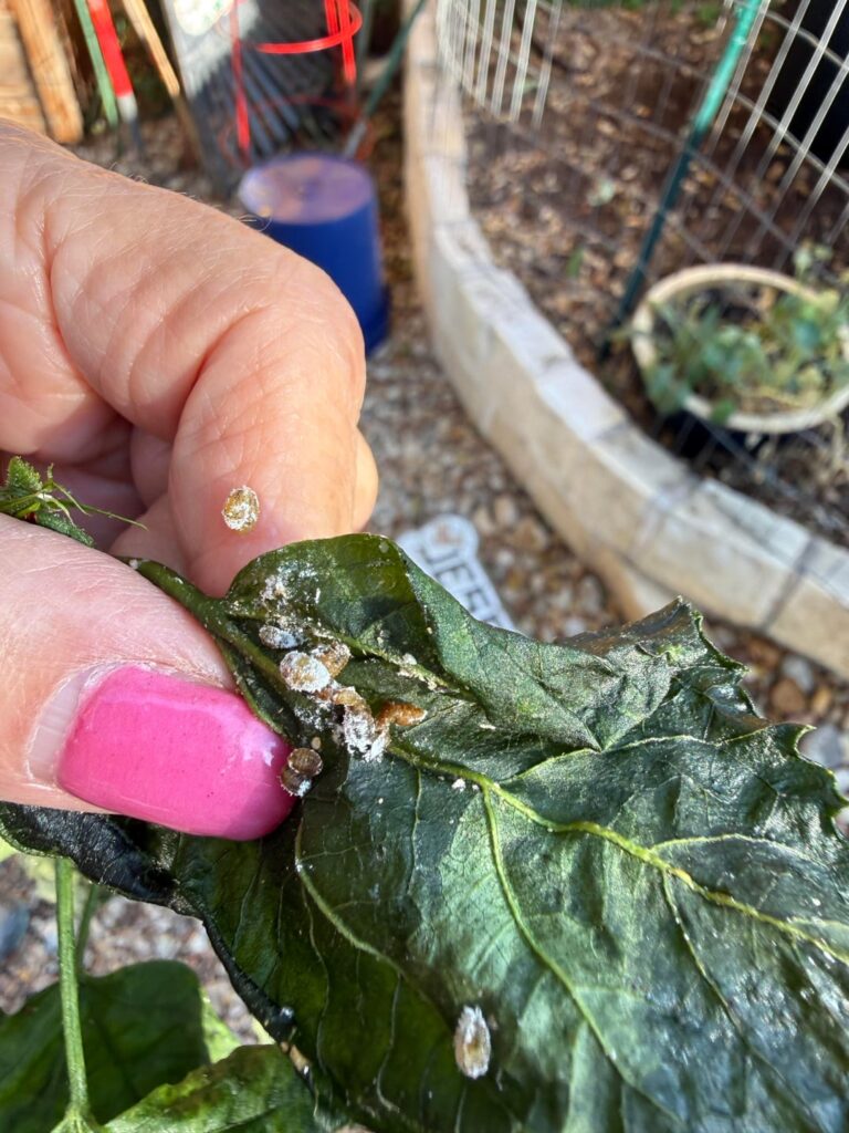 Aphids?