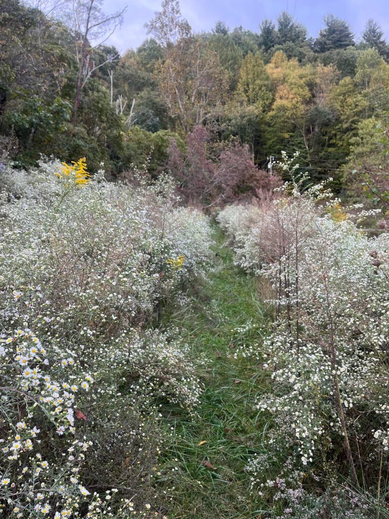 One year since we stopped mowing!