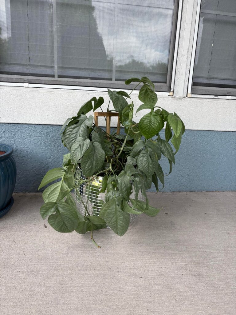 Amydrium medium ‘Silver’, How to? Amydrium medium ‘Silver’, How to?