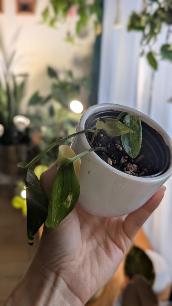 I don’t understand where I’m going wrong in the propagarion process of these Pothos cuttings. I don't understand where I'm going wrong in the propagarion process of these Pothos cuttings.
