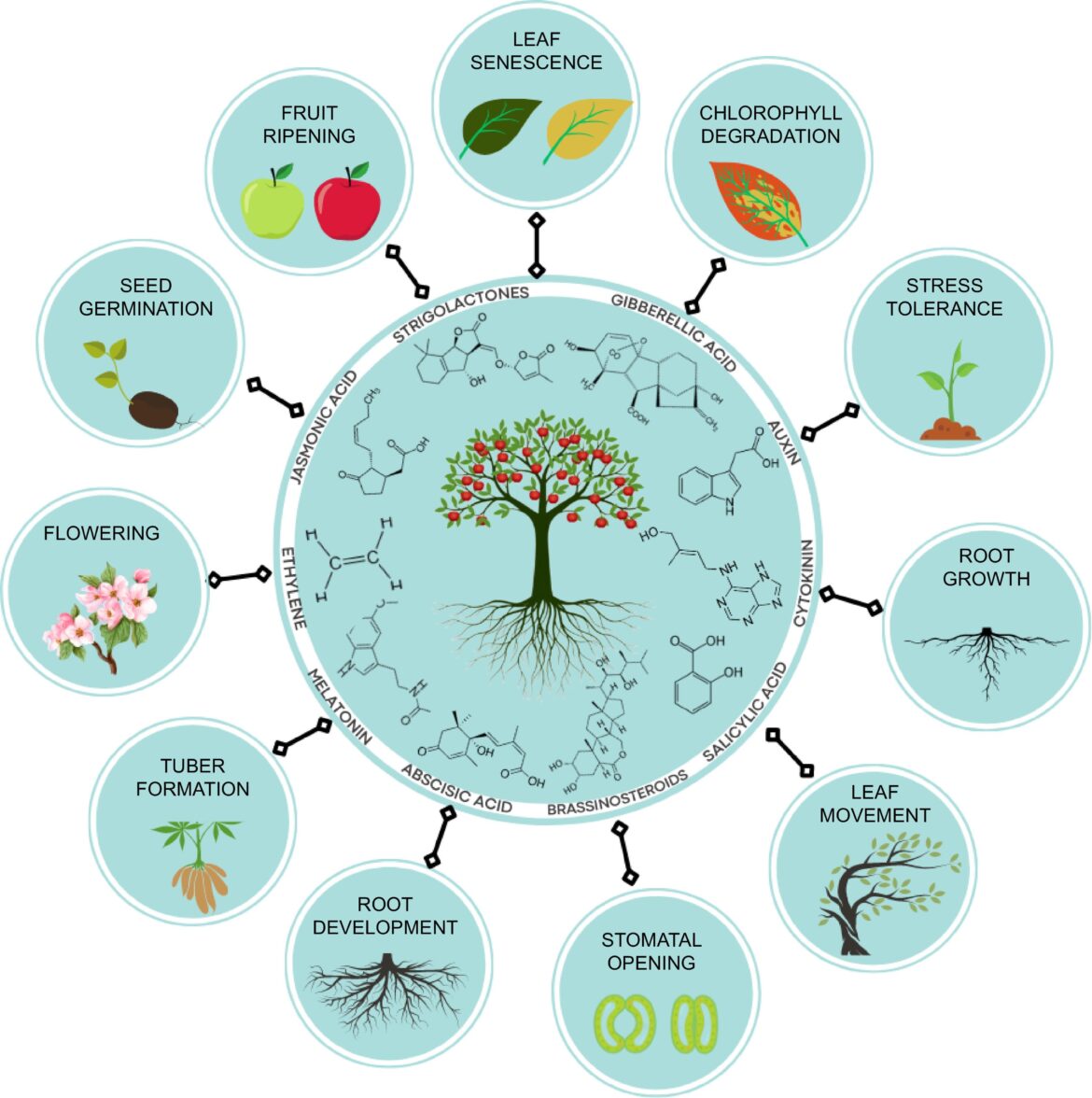 Need a Good diagram for plant hormone regulator Need a Good diagram for plant hormone regulator
