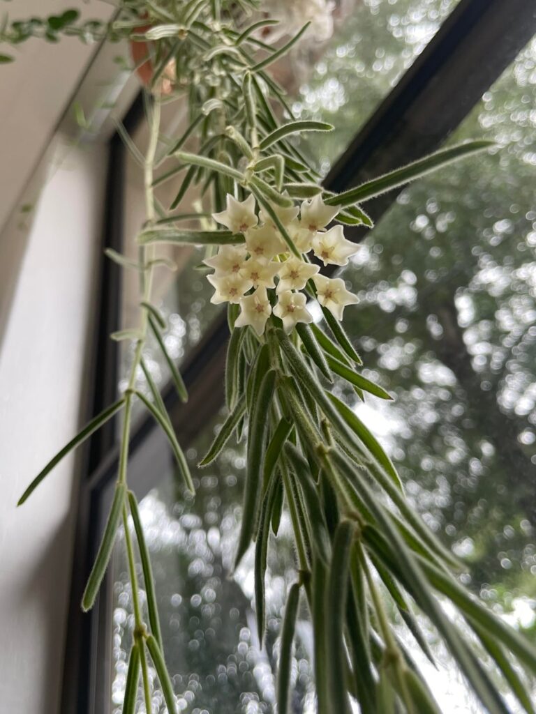 my first hoya bloom 🥹 my first hoya bloom 🥹