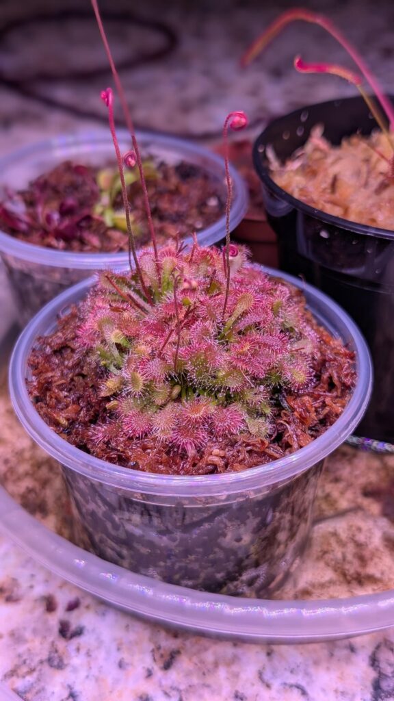 Drosera Color Drosera Color