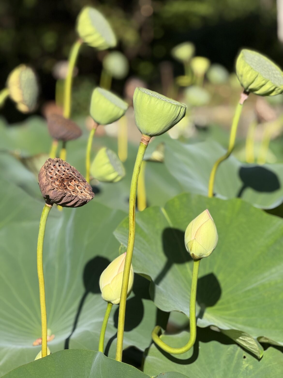 Are these water lillies?