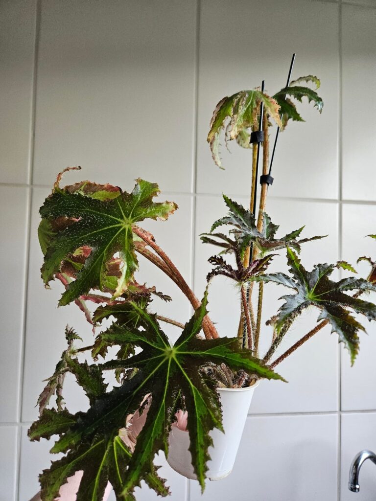 Can anyone tell me what's happening to him?