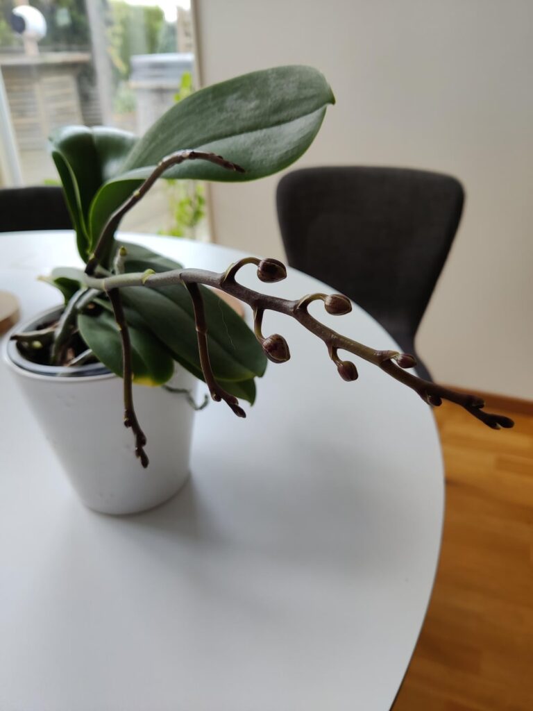 Should I repot my orchid?