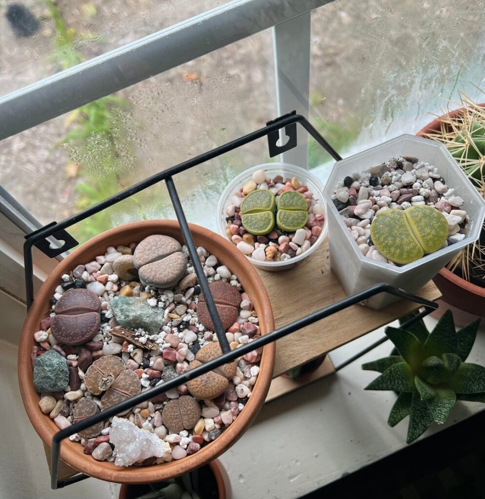 Some morning pictures🌸 patiently waiting for the blooms to completely open. Just watered the two green twins 2 days ago after advised on here so keeping a VERY close watch🫣 they are my favorite 🤞🏼