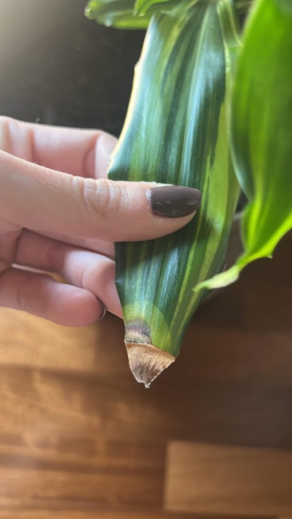 DRACAENA- BROWN TIPS