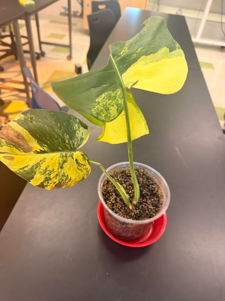 Monstera Deliciosa Pom Pom Monstera Deliciosa Pom Pom