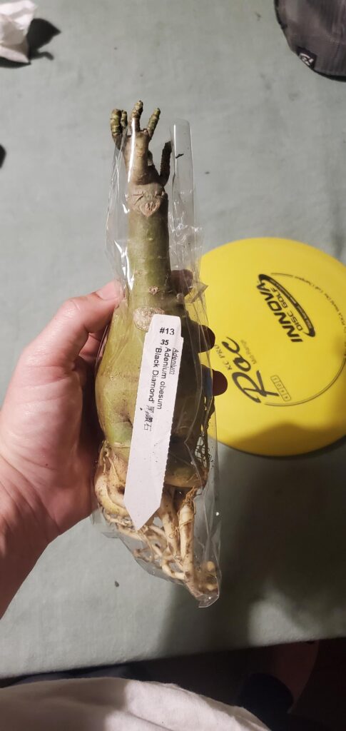 Should I plant this? Should I plant this?