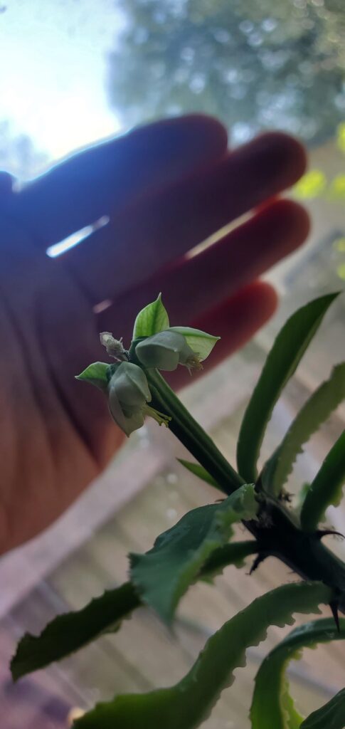 Can Euphorbia Torrei self pollinate?