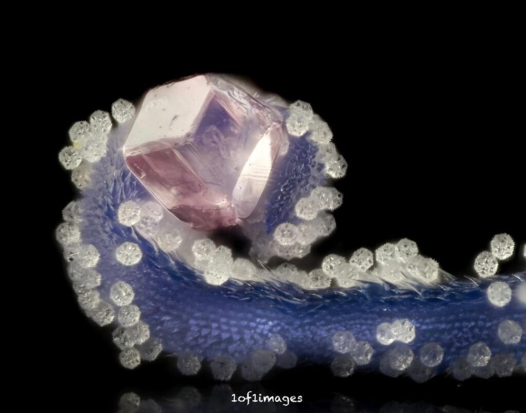 Found a chicory bloom – set a 0.2mm sand garnet on the anther Found a chicory bloom - set a 0.2mm sand garnet on the anther