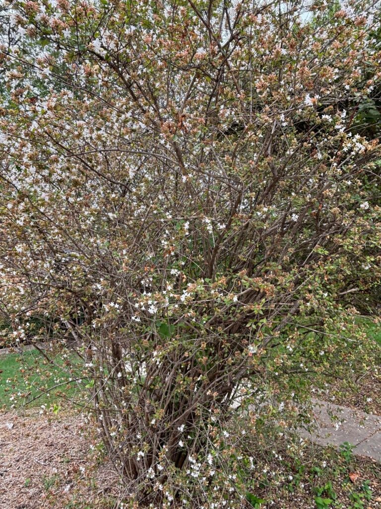 What is this tree/shrub?