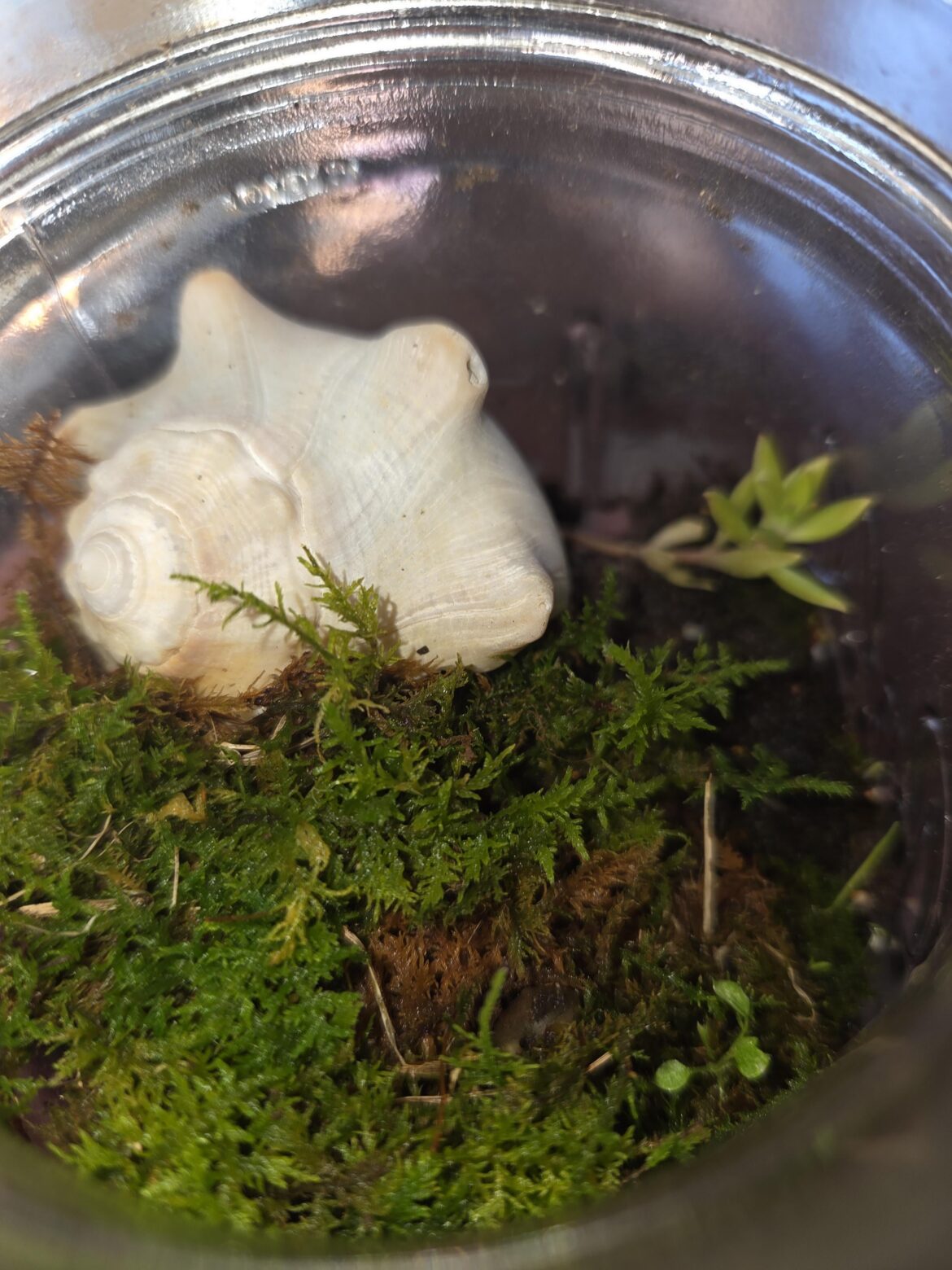 My terrarium since 2p22 My terrarium since 2p22