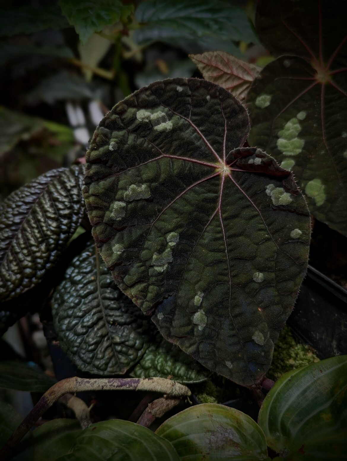Begonia xanthina