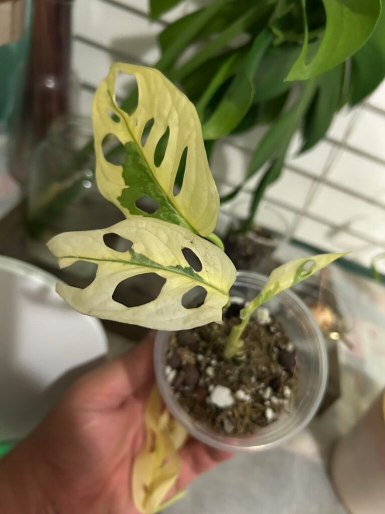 Update on my Albo Adansonii Update on my Albo Adansonii