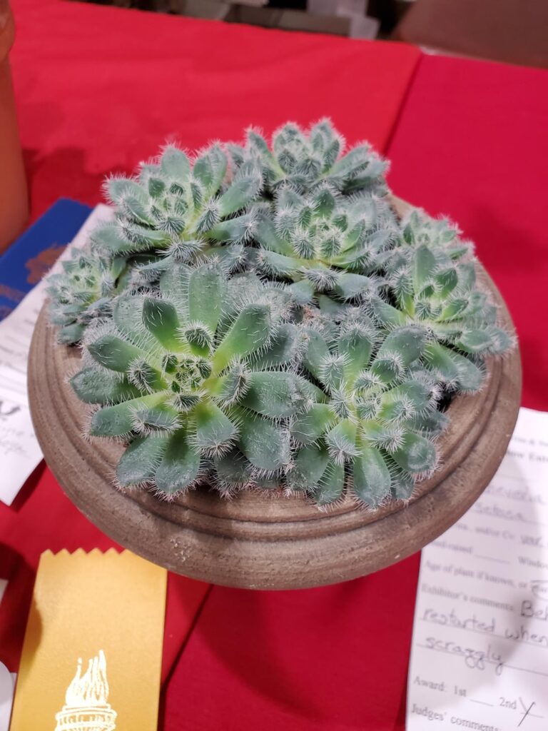 Echeveria setosa var deminuta show entry