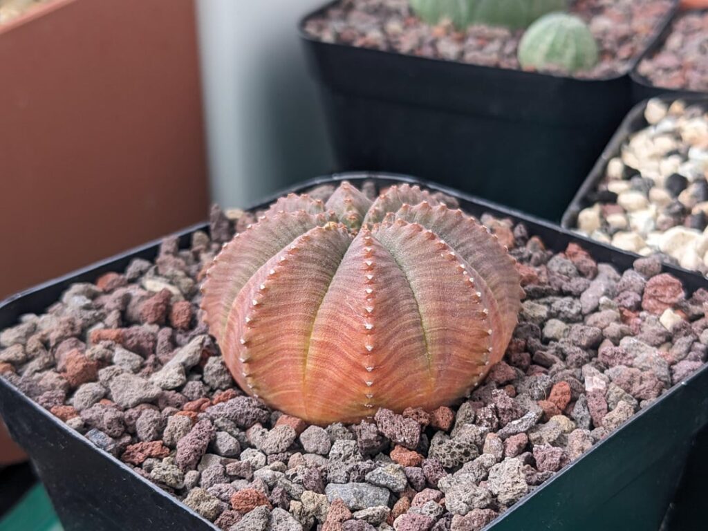 Just wanted to share the colors of this Euphorbia