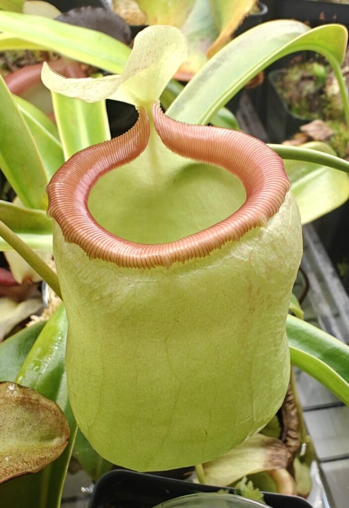 Nepenthes “Princess Mashed Potatoes”, a beautifully uglyweird mutant Nepenthes "Princess Mashed Potatoes", a beautifully uglyweird mutant
