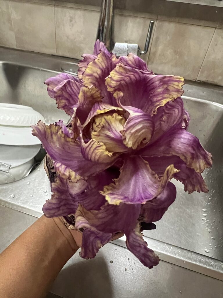 Is this cabbage?