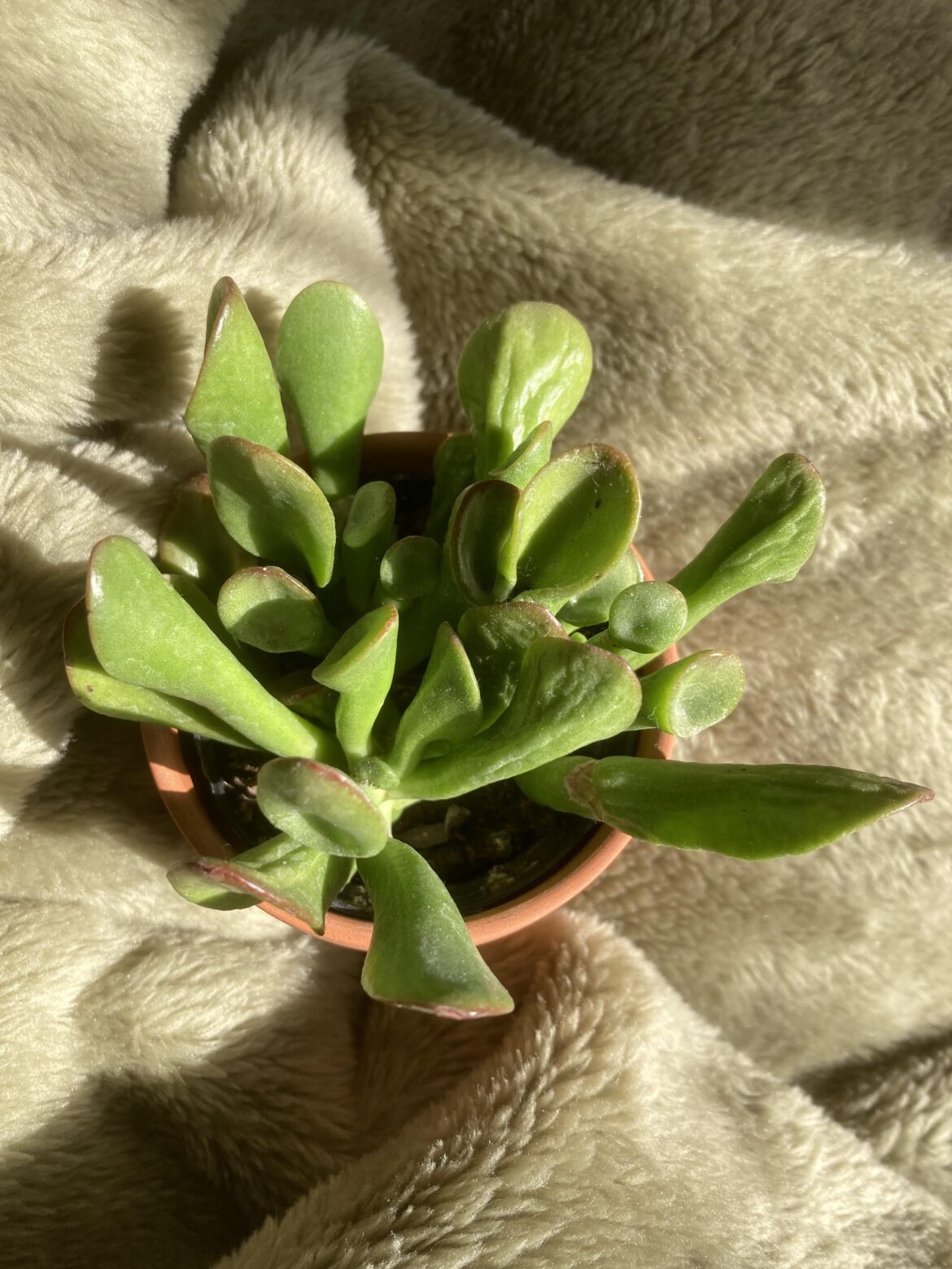 Watered it but it’s still wrinkled. Should I water it again? Watered it but it’s still wrinkled. Should I water it again?