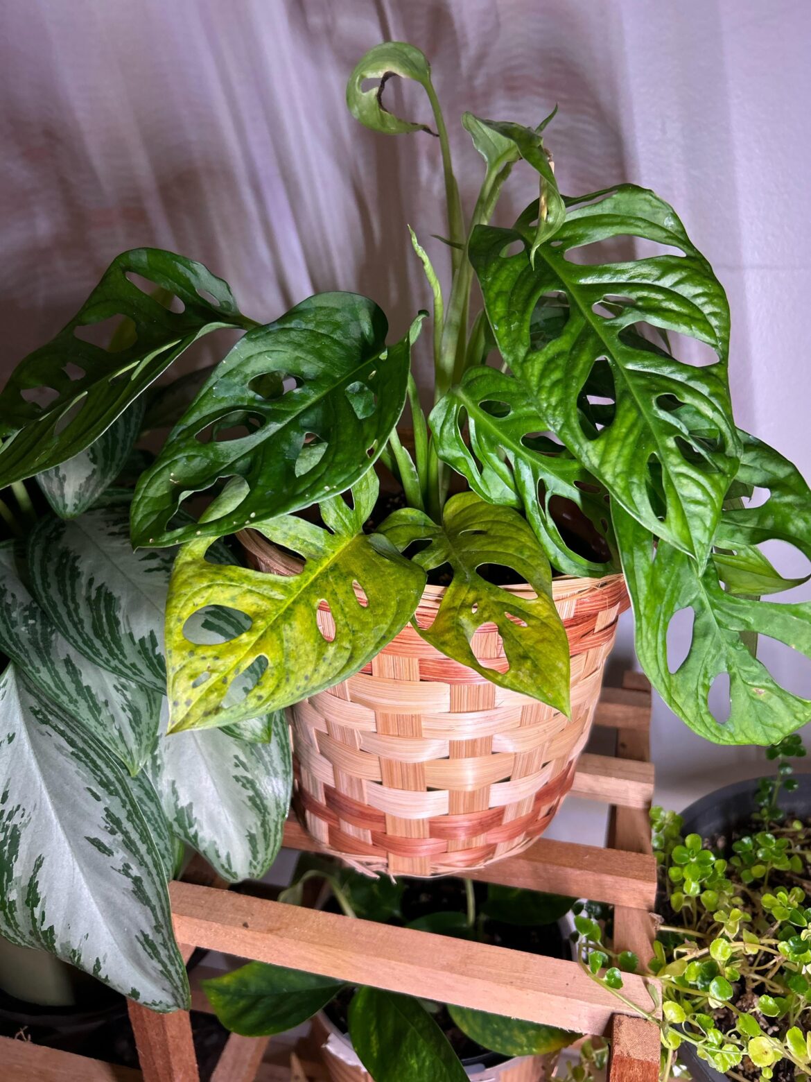 Why is my Swiss cheese monstera yellow with dark sports?