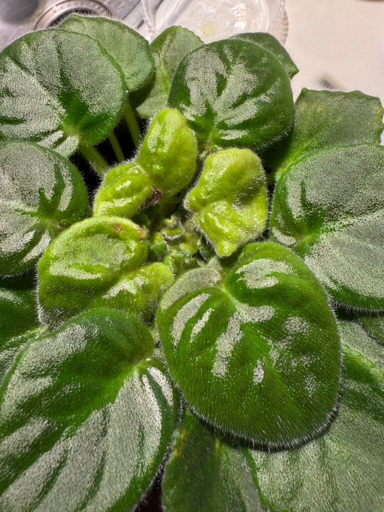 Help. Am I going to lose these guys?