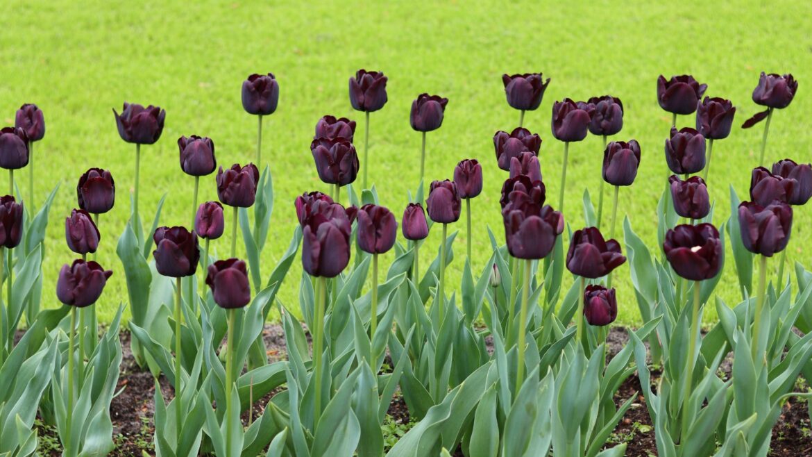 Best tulip varieties – my 5 favourites as a gardens editor Best tulip varieties – my 5 favourites as a gardens editor