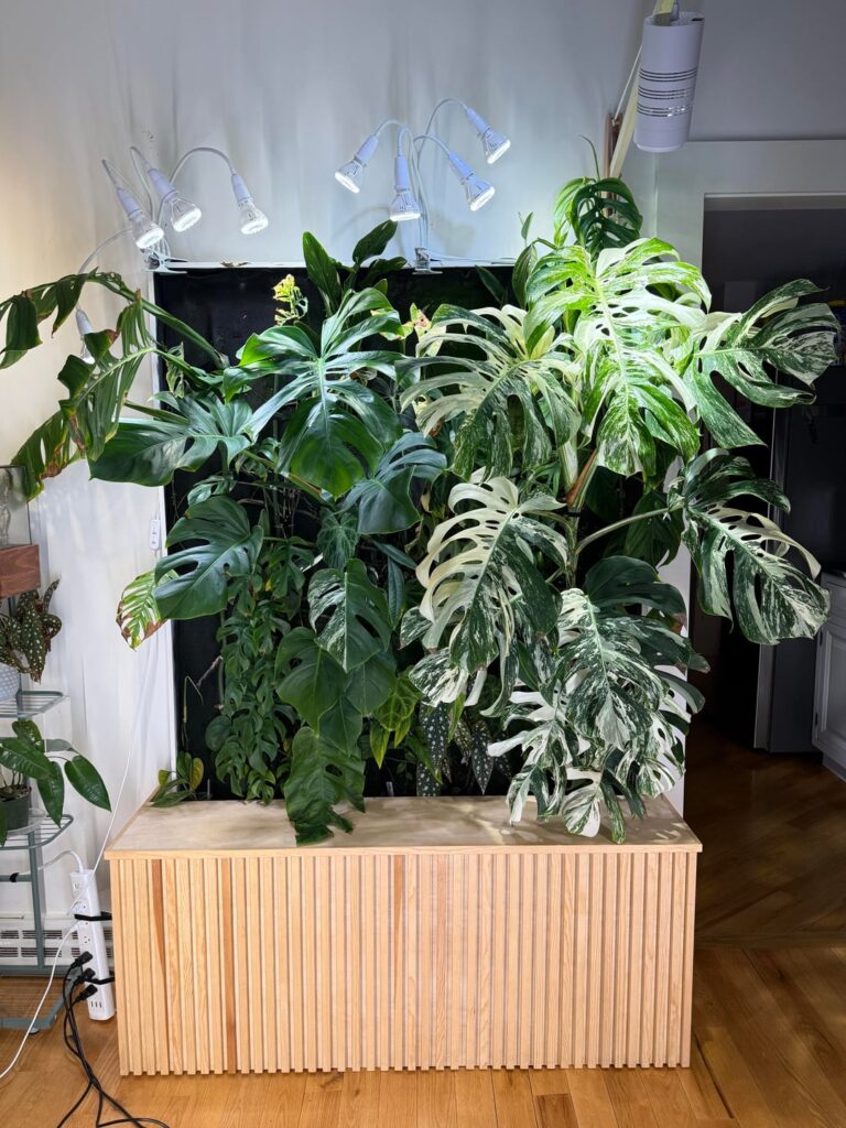 My pride and joy after 1 year of growth! My pride and joy after 1 year of growth!