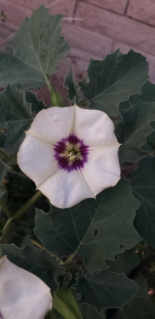 Weird Datura in my Yard Weird Datura in my Yard