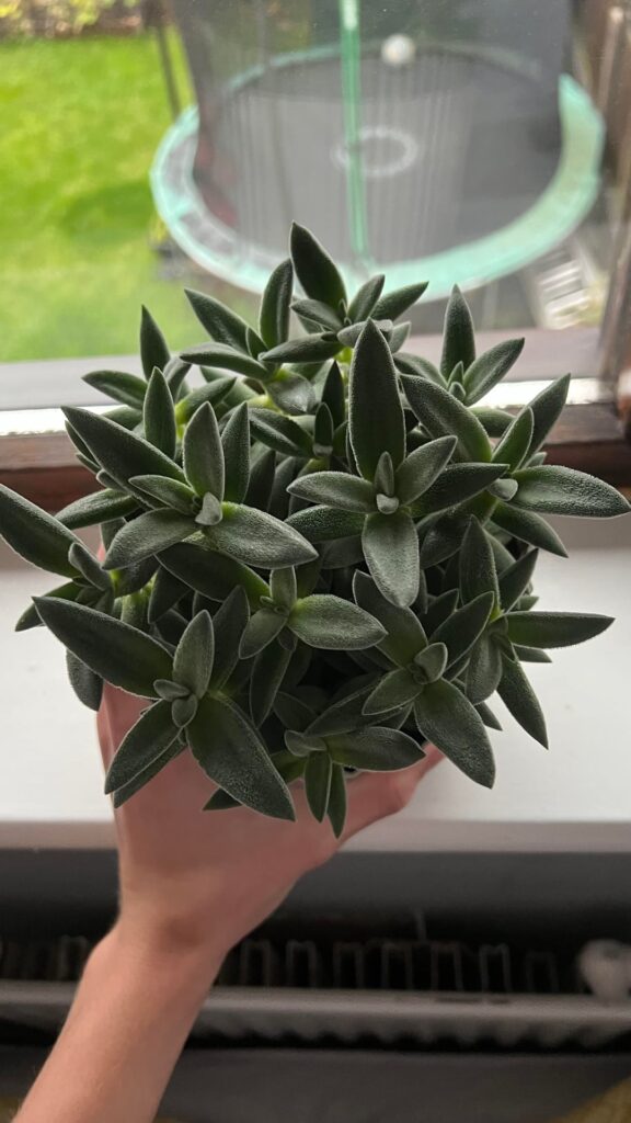 Did I plant too many cuttings?