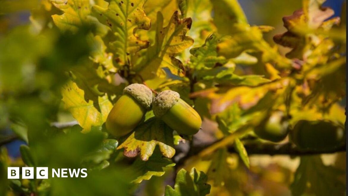 The National Trust explains why there are so many acorns this year Two acorns on a branch of an oak tree.