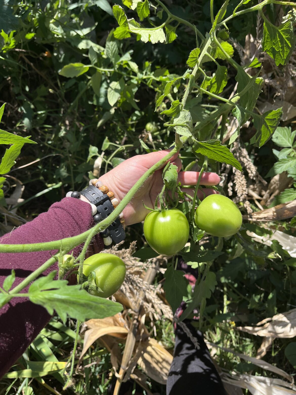 What should I do with my late-in-season volunteer tomatoes? Quick
