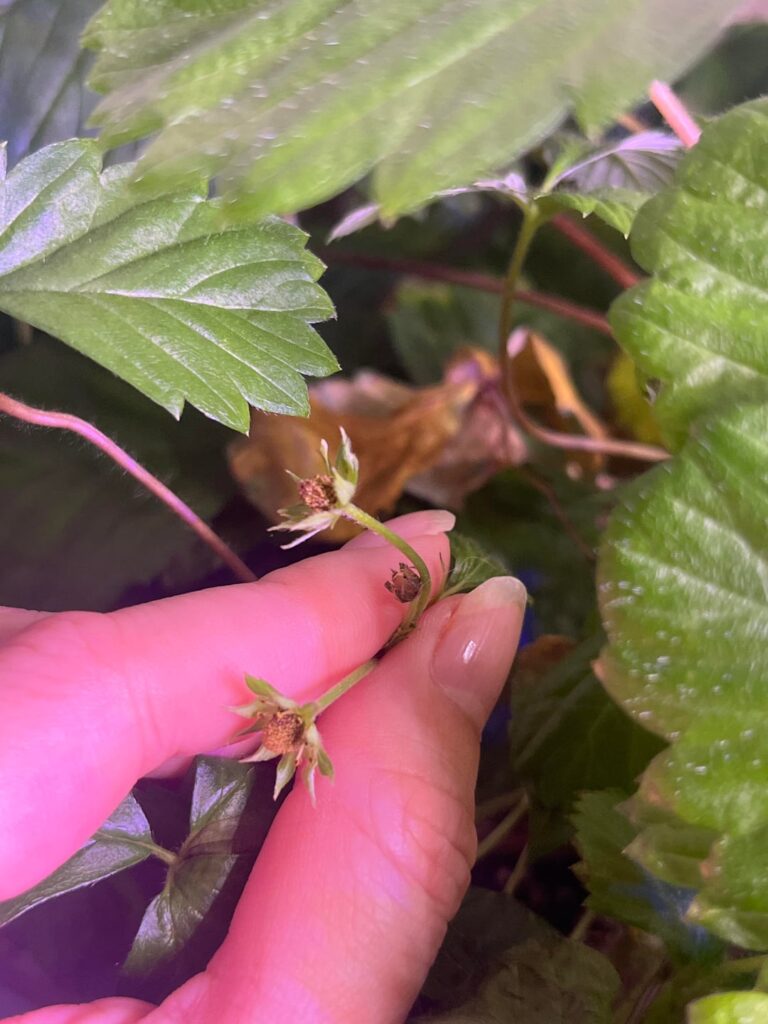 I think my strawberries are dying!  😭