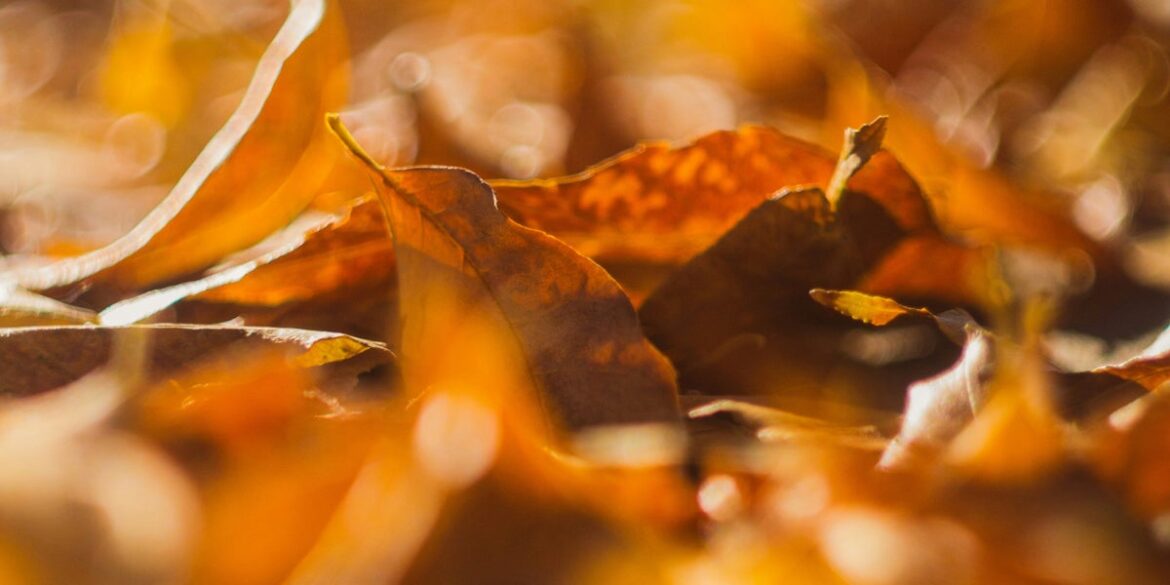 4 Reasons UK Gardeners Should Leave Autumn Leaves On The Ground 4 Reasons UK Gardeners Should Leave Autumn Leaves On The Ground