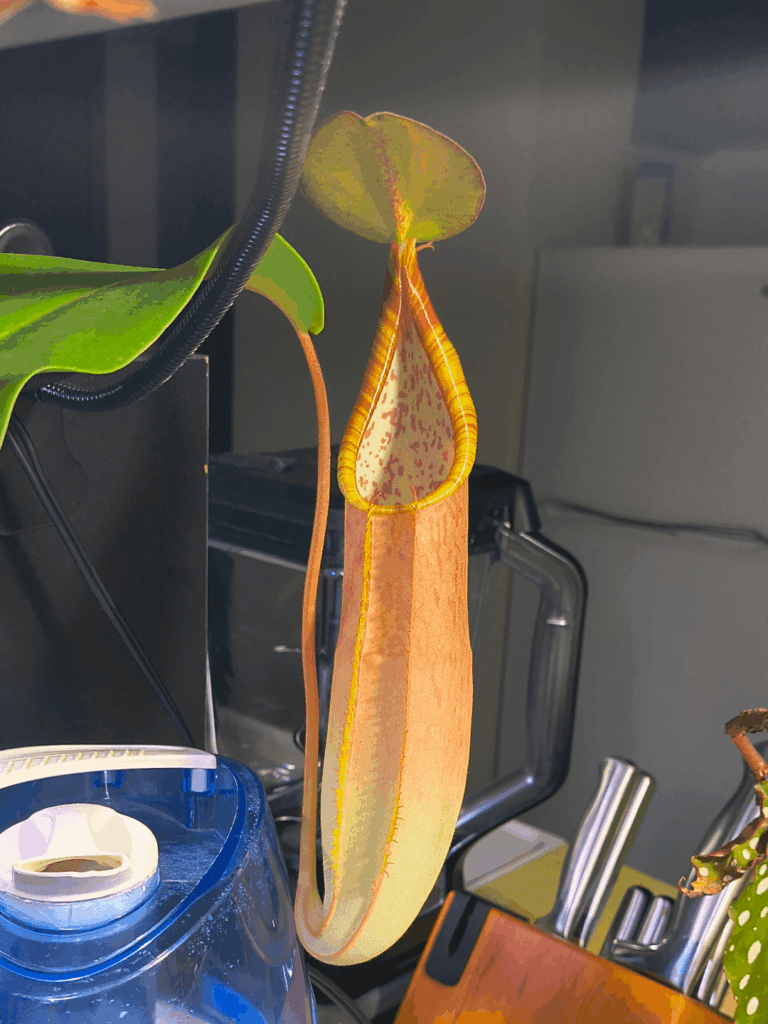 Beautiful new picher