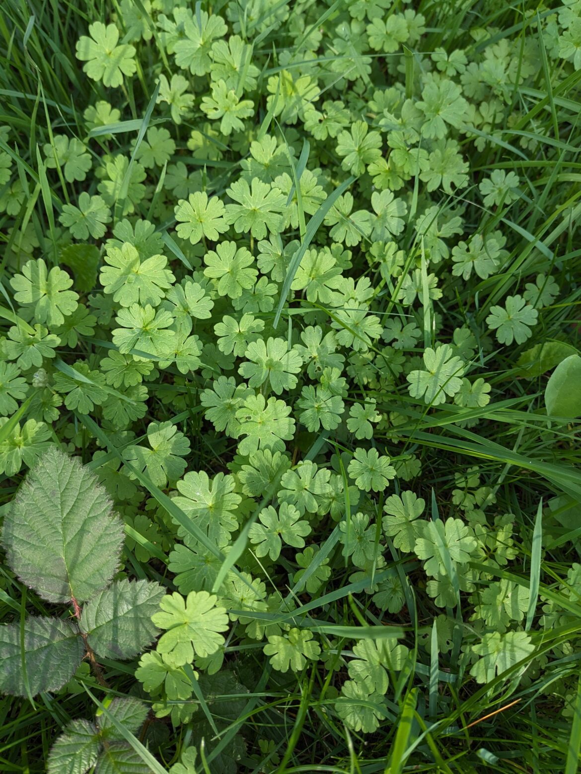 Taking over my lawn, England