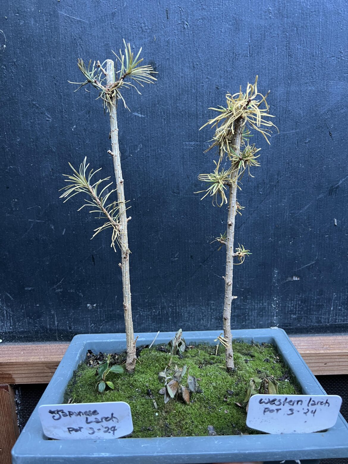 My larch dormancy experiment worked! (Explanation below) My larch dormancy experiment worked! (Explanation below)