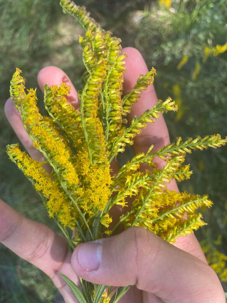 What plant is this? Wondering if it’s invasive or useful