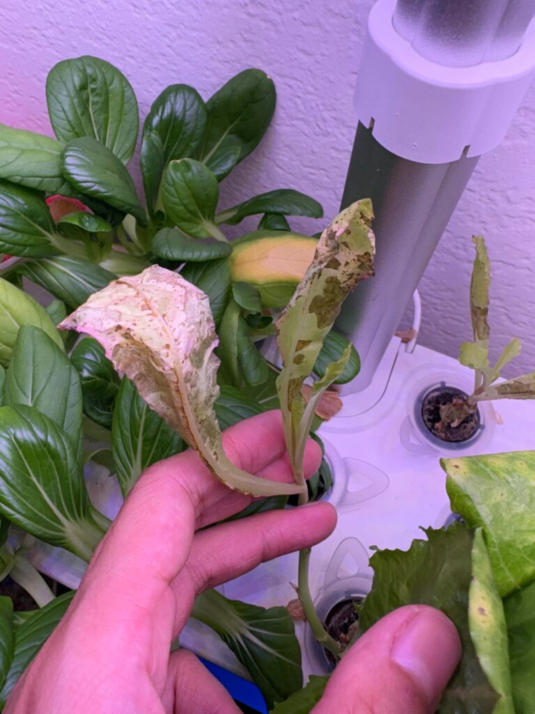 What’s happening to my lettuce?