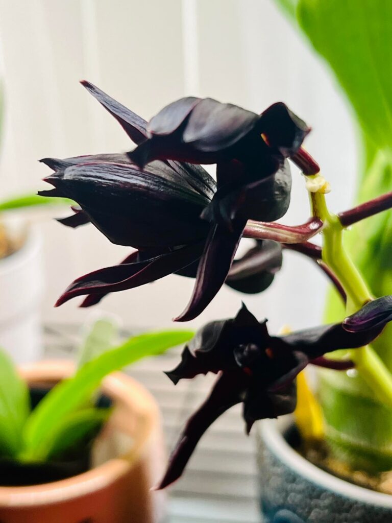 Black Blooms in time for Halloween 🎃🖤🪻