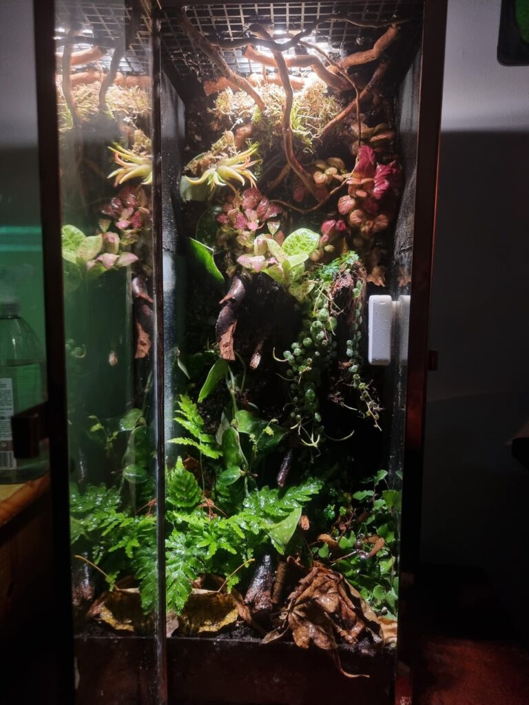 I converted an old candle holder into a terrarium for my giant dead leaf mantis nymph. What do you think?
