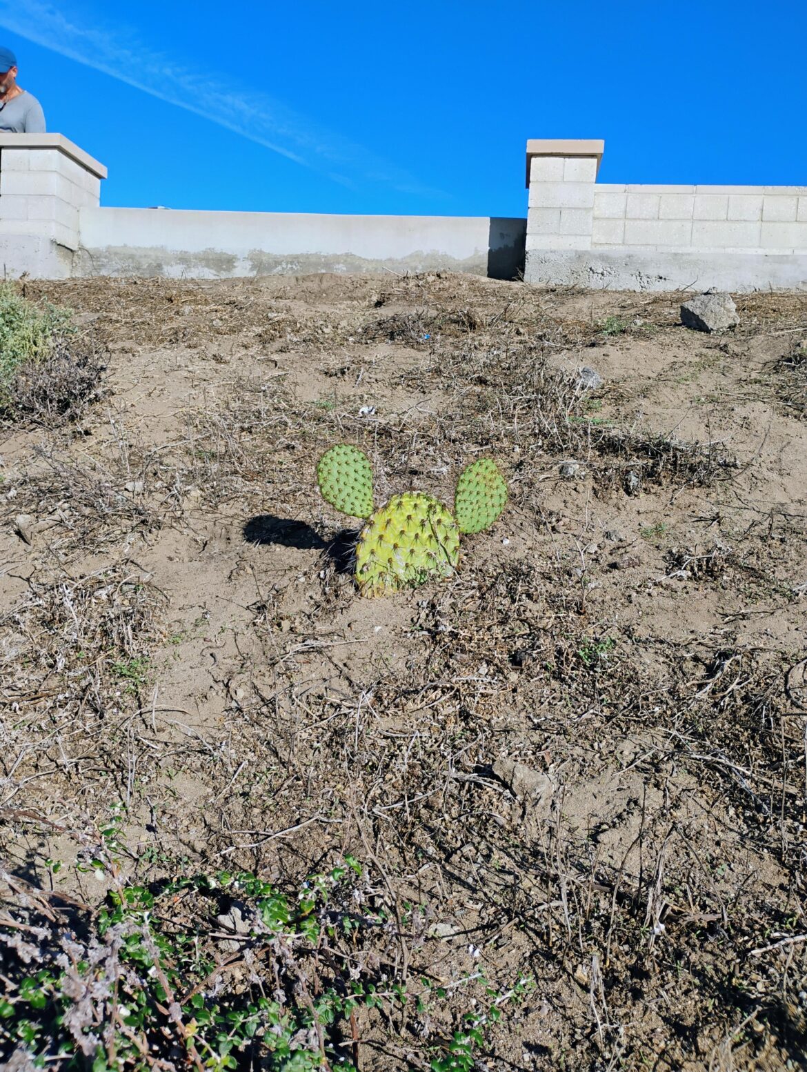This cactus looks like mickey ears