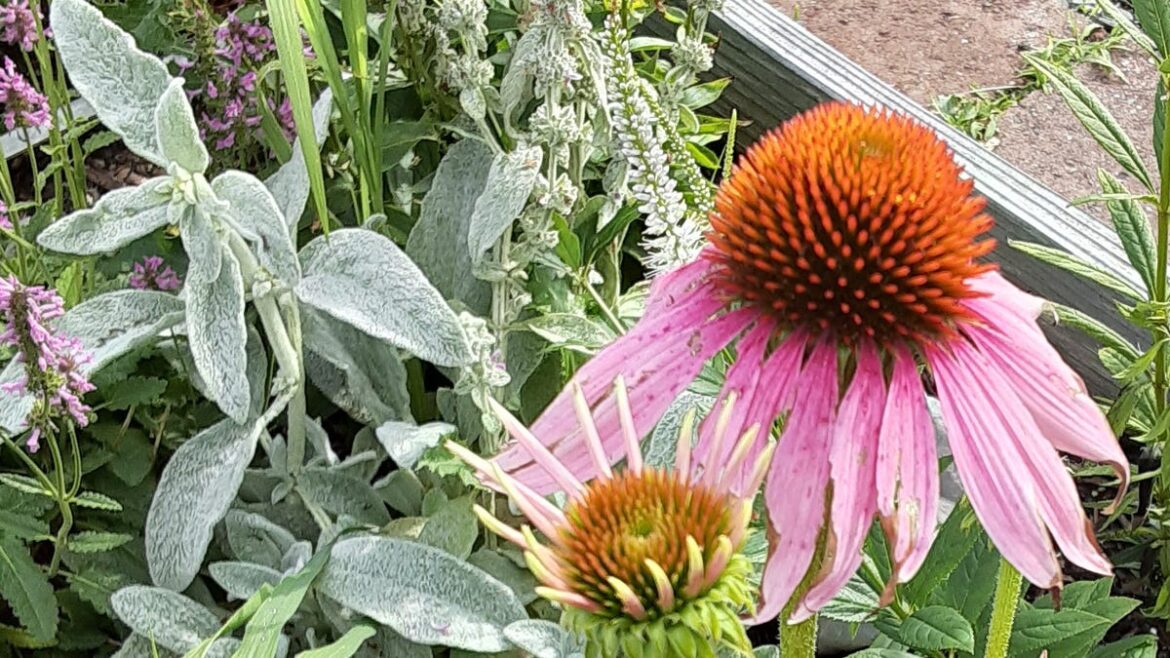 Your 'messy' garden and winter wildlife