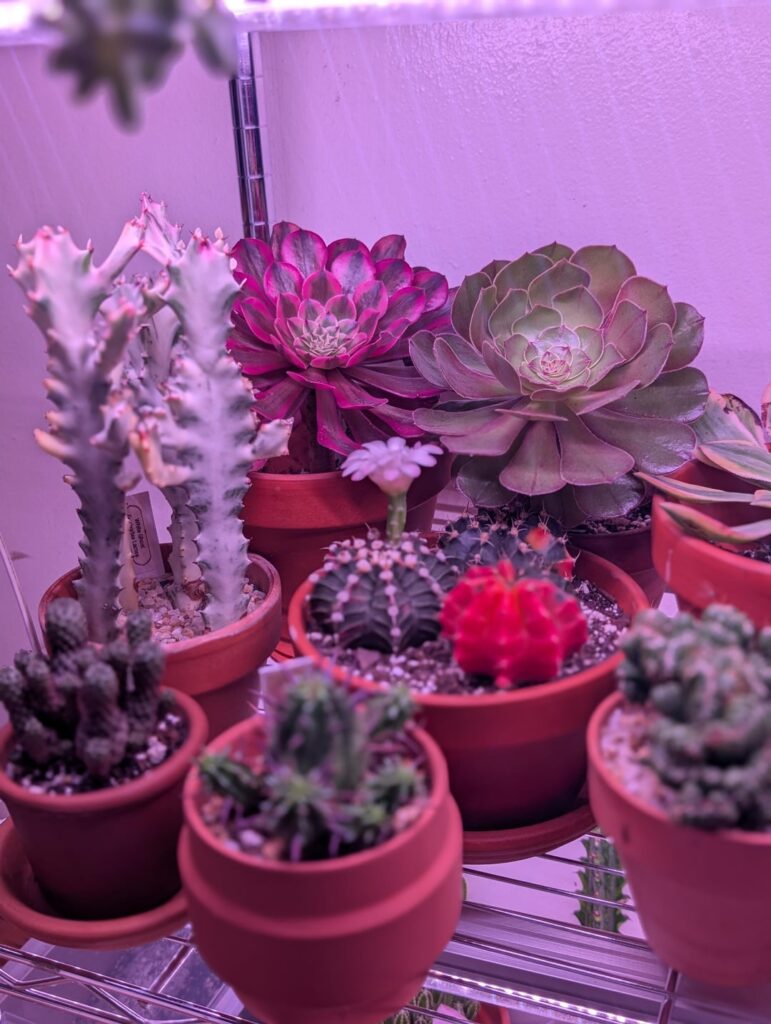 My collection