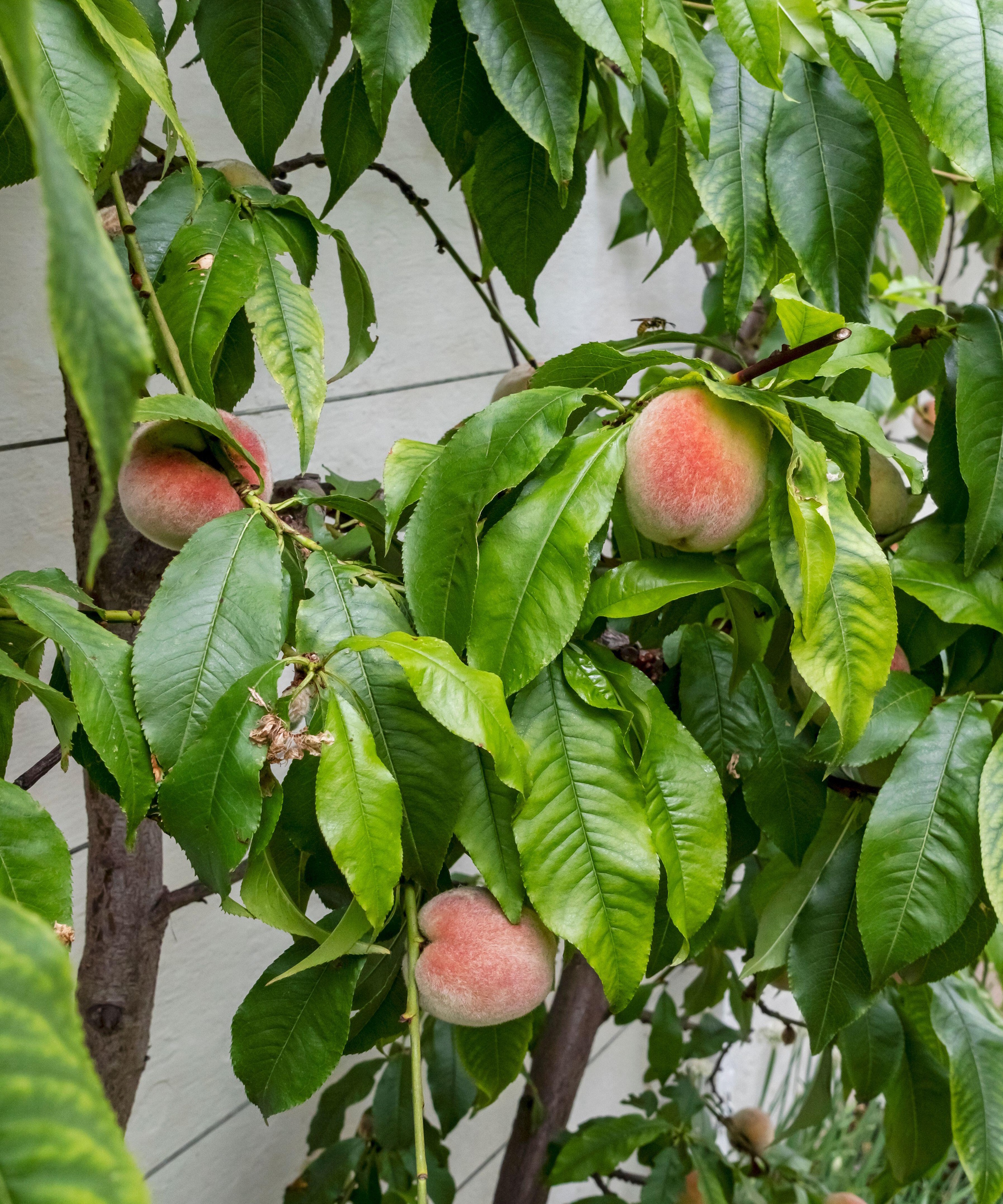 Peaches growing in a glasshouse, up against a wall