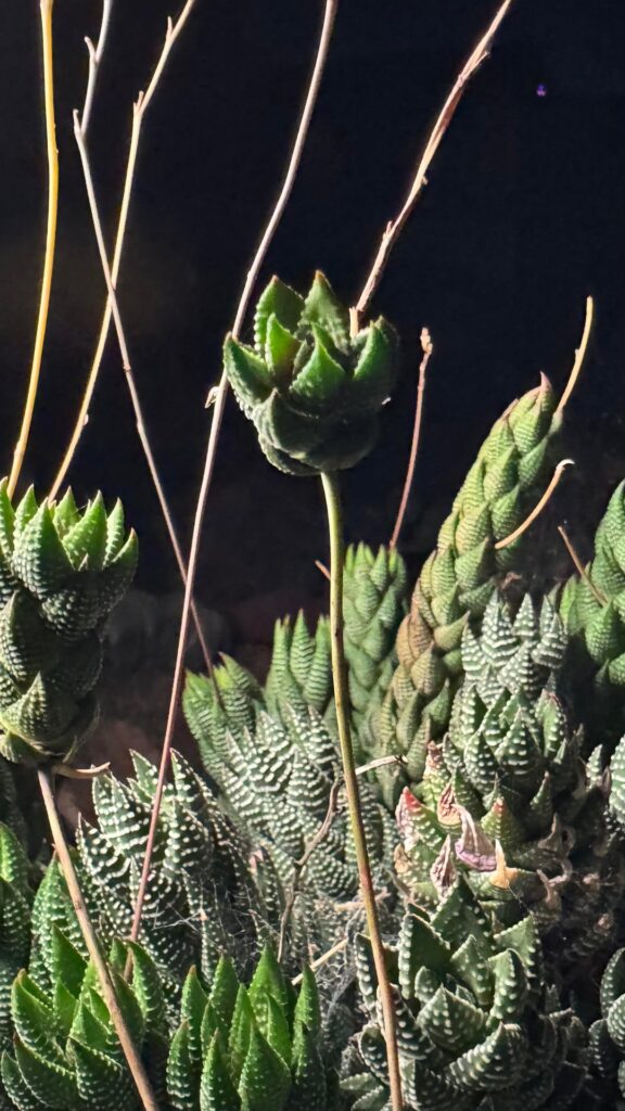 reinwardtii growing from inflorescence?